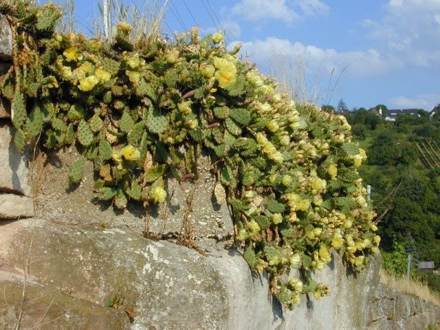 opuntia_ficus_indica1.jpg
