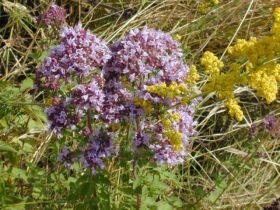 origanum_vulgare_280.jpg