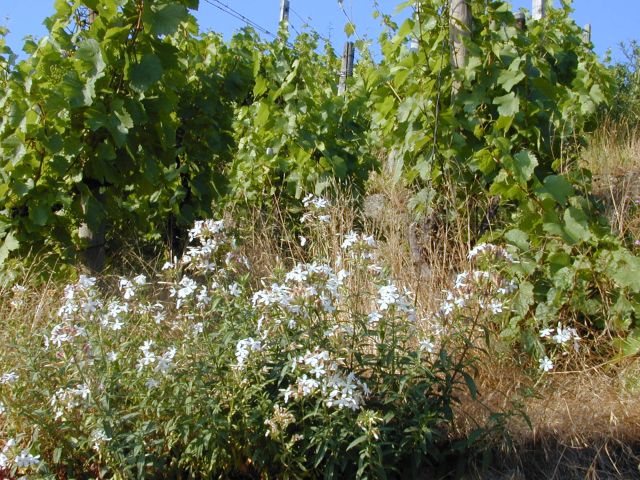 saponaria_officinalis.jpg