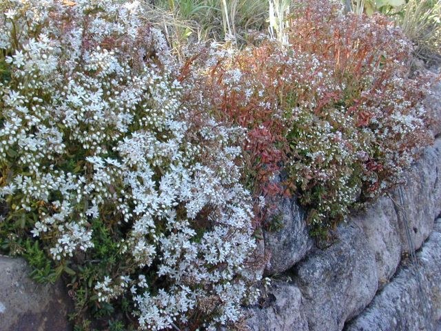 sedum_album.jpg