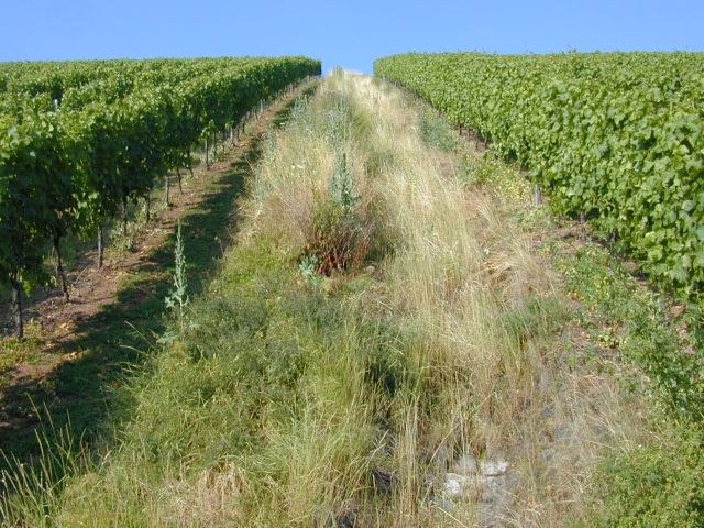 weinberg_abflussrinne.jpg
