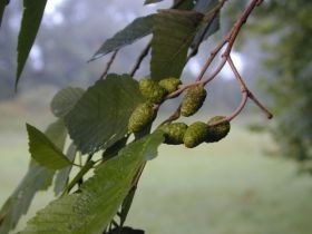 alnus_glutinosa_280.jpg