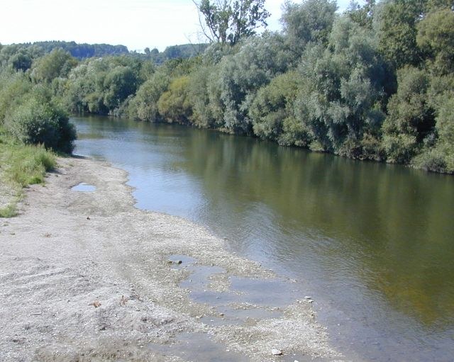 auenwald.jpg