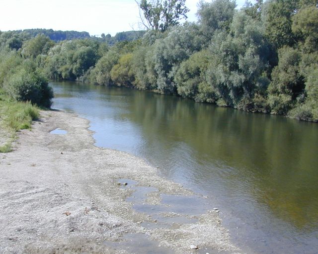auenwald.jpg