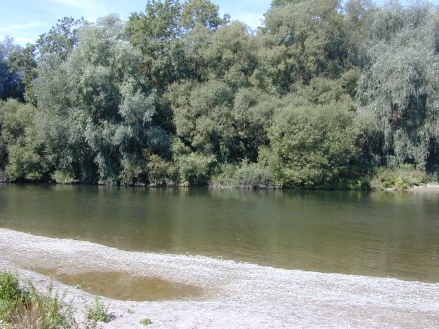 auenwald2.jpg