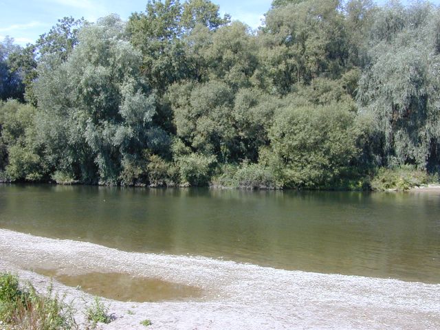 auenwald2.jpg