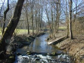 auenwald4_fruehjahr_280.jpg