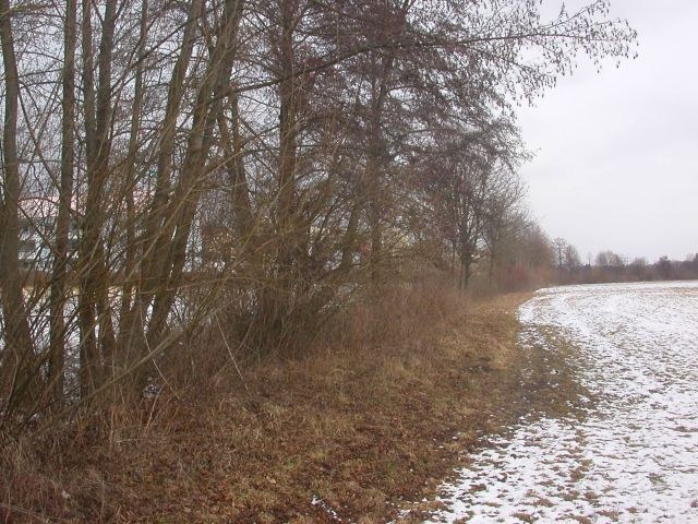 auwaldstreifen_schneefrei1.jpg