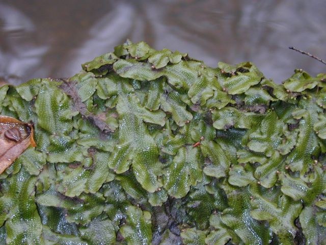 conocephalum_conicum.jpg