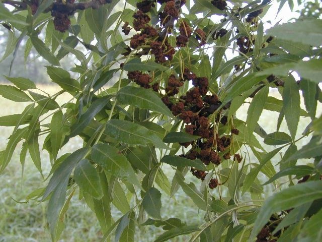 fraxinus_excelsior.jpg