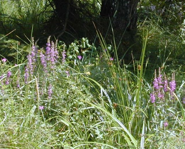 lythrum_salicaria.jpg
