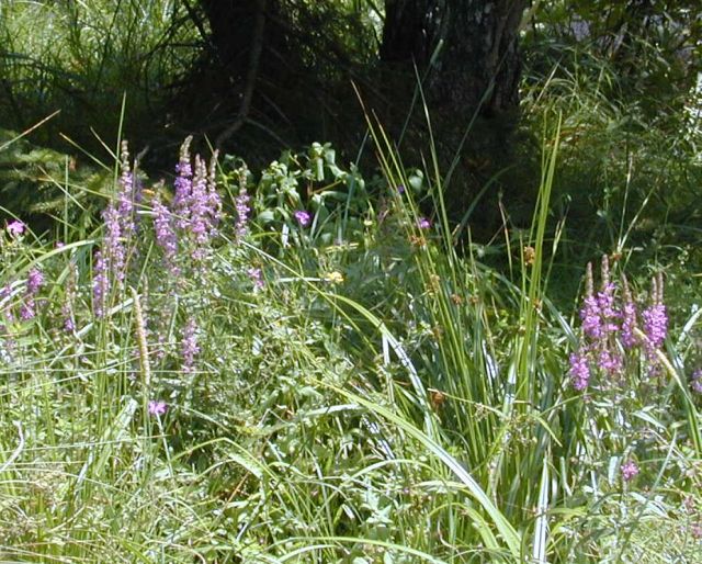 lythrum_salicaria.jpg