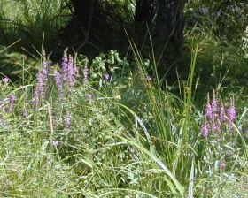lythrum_salicaria_280.jpg