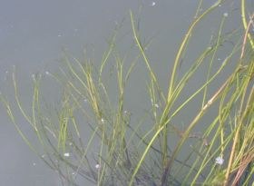 ranunculus_fluitans1_280.jpg