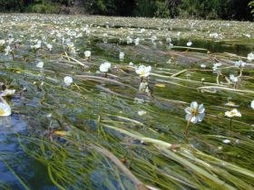 ranunculus_fluitans_280.jpg