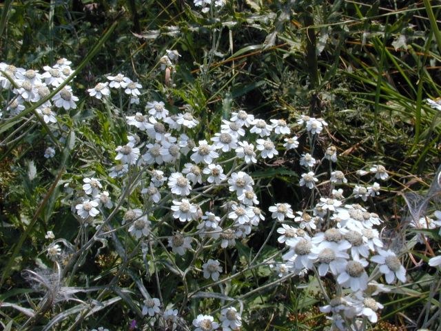 achillea_ptarmica.jpg