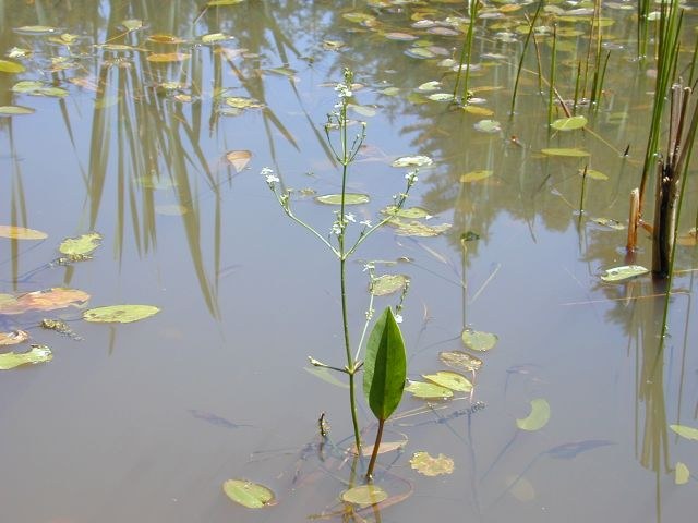 alisma_plantago_aquatica.jpg