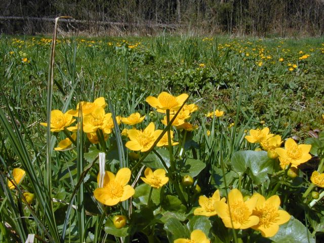 caltha_palustris.jpg