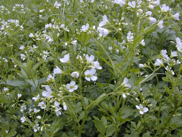 cardamine_amara.jpg