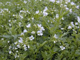 cardamine_amara_280.jpg