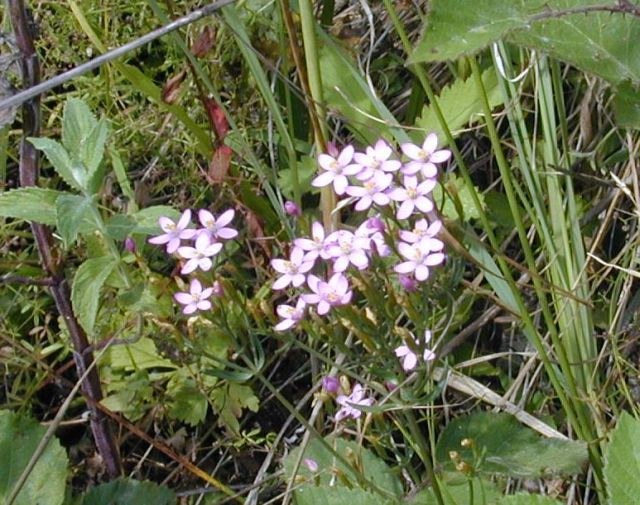 centaurium_erythraea.jpg