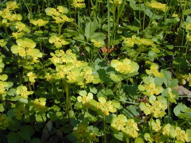 chrysosplenium_alternifolium.jpg