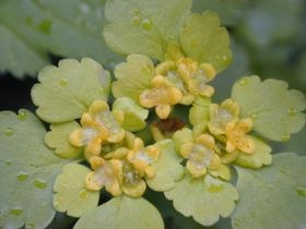 Wechselblättriges Milzkraut (Chrysosplenium alternifolium)