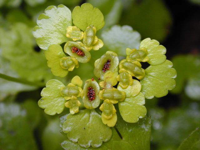 chrysosplenium_alternifolium2.jpg