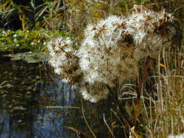 eupatorium_cannabinum_oktober.jpg