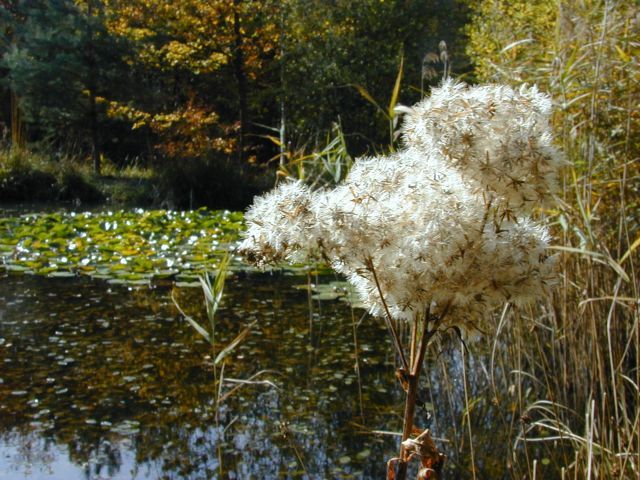 eupatorium_cannabinum_oktober1.jpg