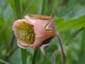 Bach-Nelkenwurz (Geum rivale)