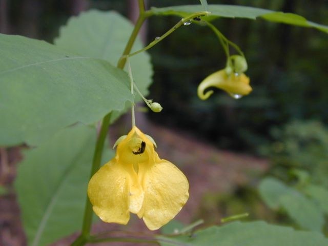 impatiens_noli_tangere.jpg