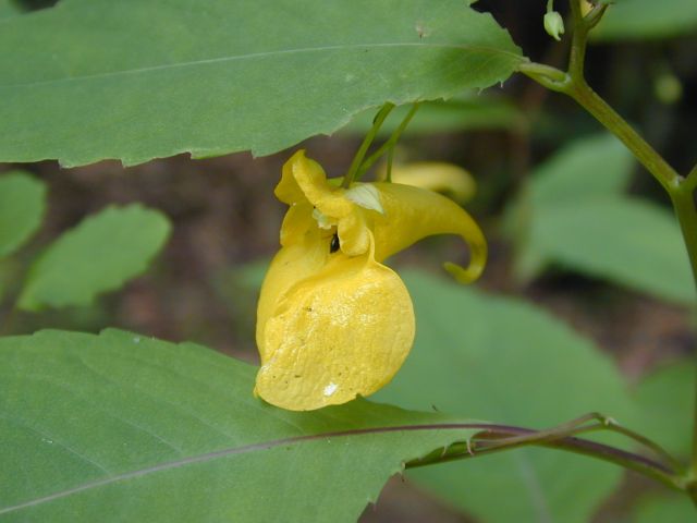 impatiens_noli_tangere1.jpg