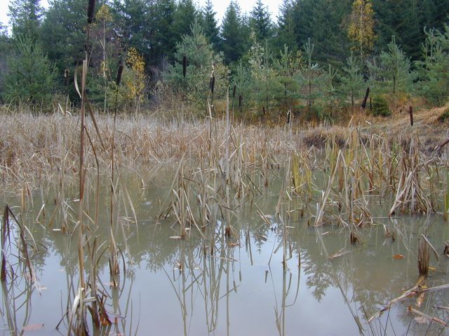 kleiner_weiher_november.jpg