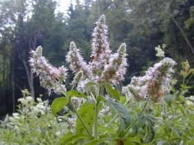 mentha_spicata_280.jpg