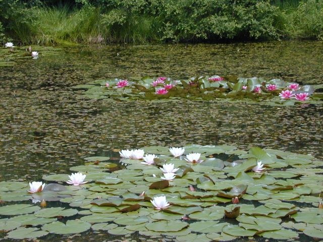 nymphaea_alba2.jpg