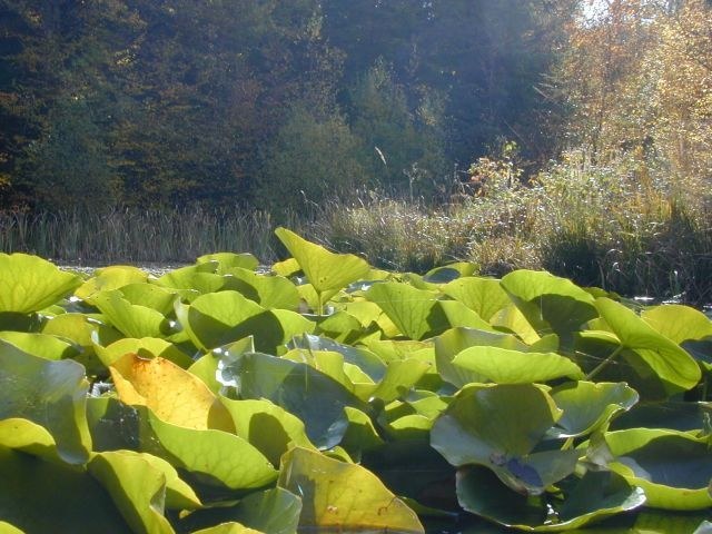 nymphaea_alba_blaetter_oktober.jpg