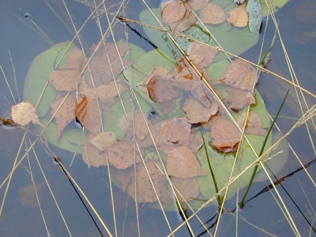 nymphaea_alba_blatt_november.jpg