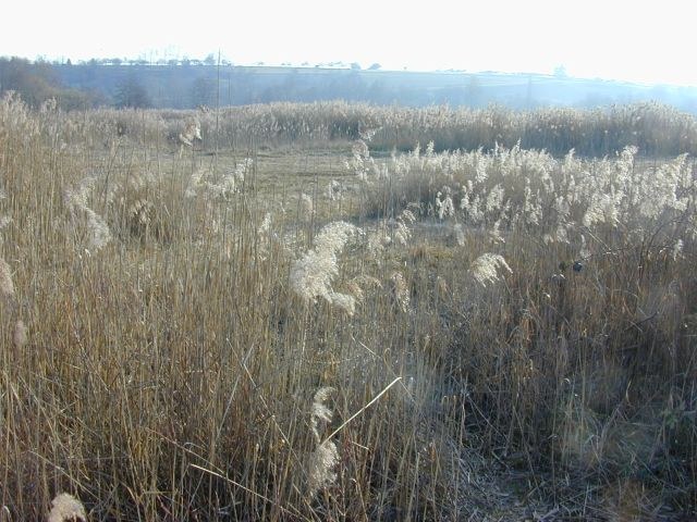 phragmites_australis.jpg