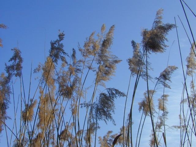 phragmites_australis1.jpg