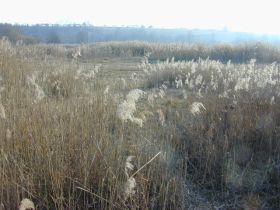 phragmites_australis_280.jpg