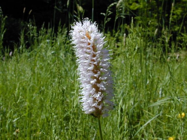 polygonum_bistorta.jpg — Landesbildungsserver BadenWürttemberg
