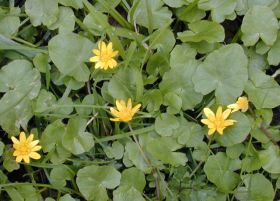 ranunculus_ficaria_280.jpg