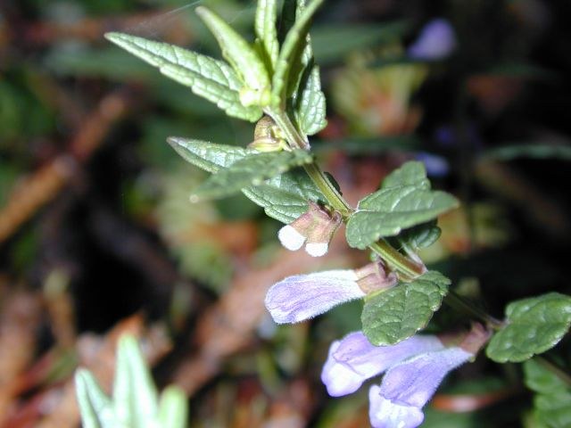 scutellaria_galericulata.jpg