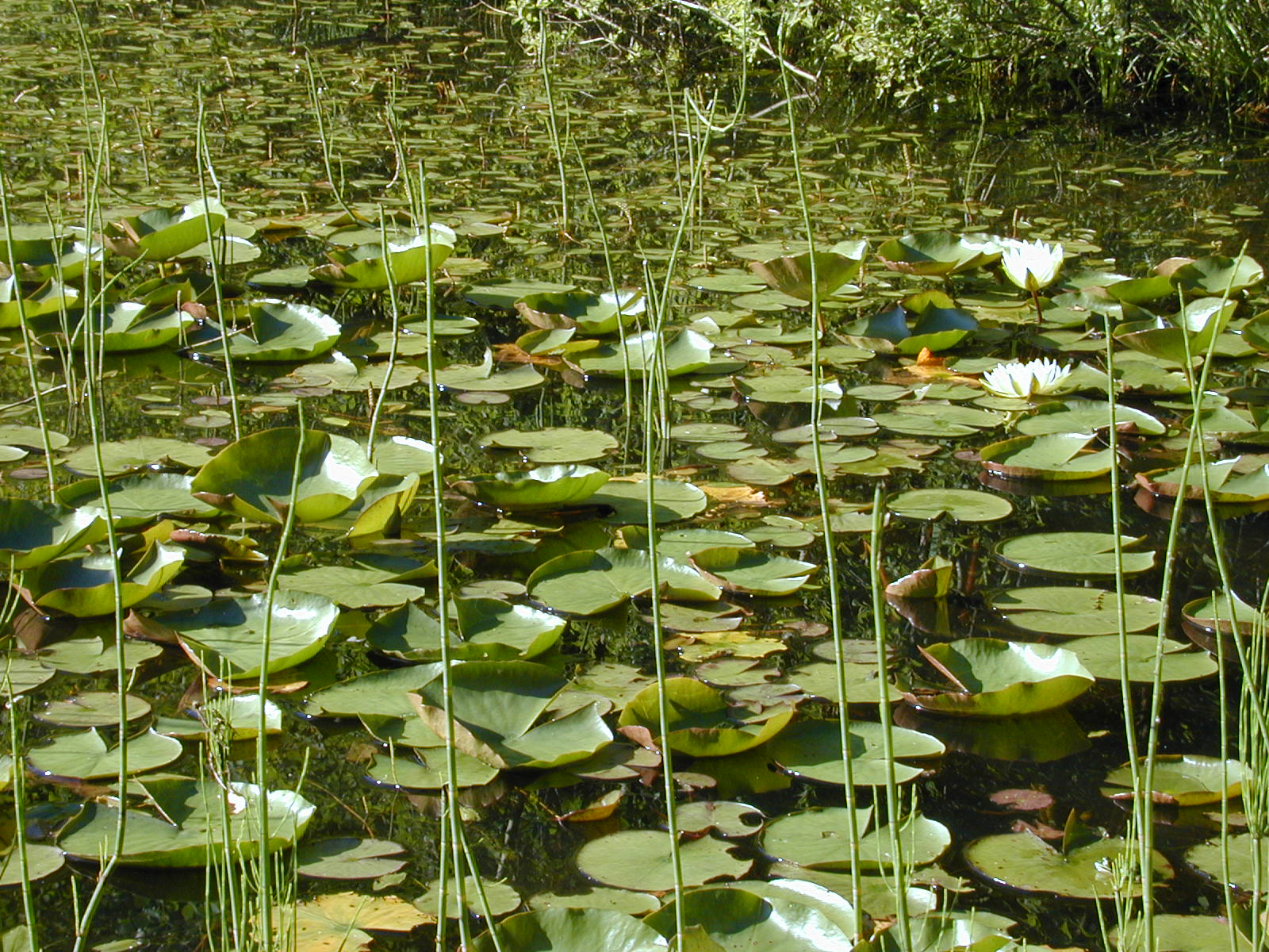 seerose1.jpg