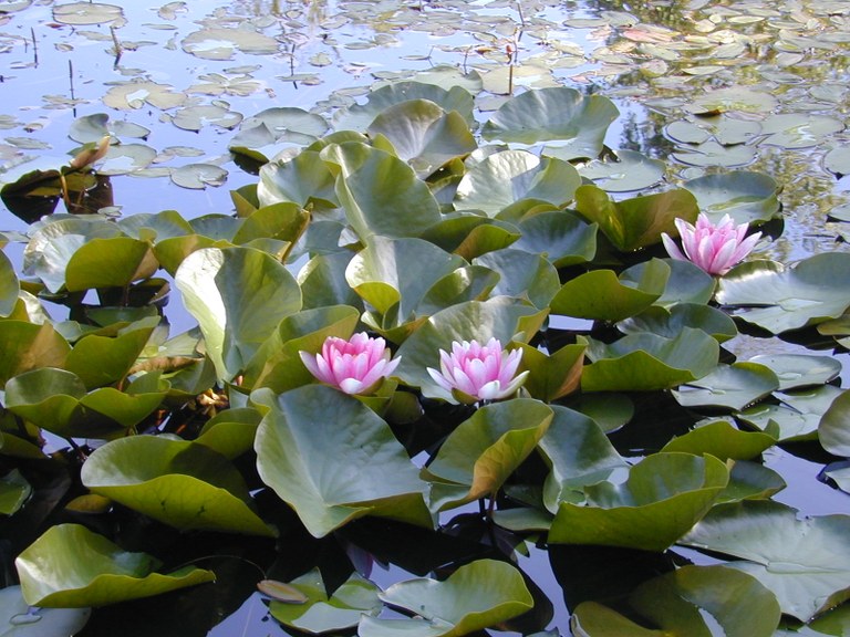 seerose4.jpg