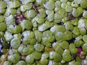 spirodela_polyrhiza_280.jpg