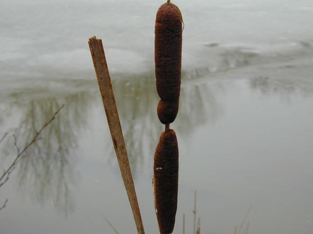 typha_angustifolia.jpg