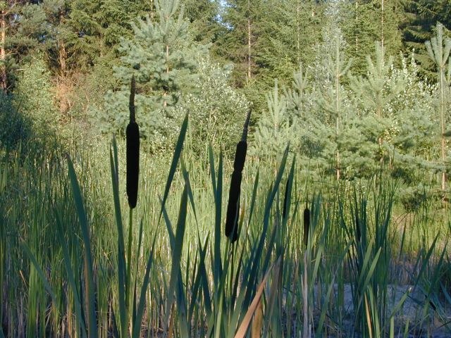 typha_latifolia.jpg