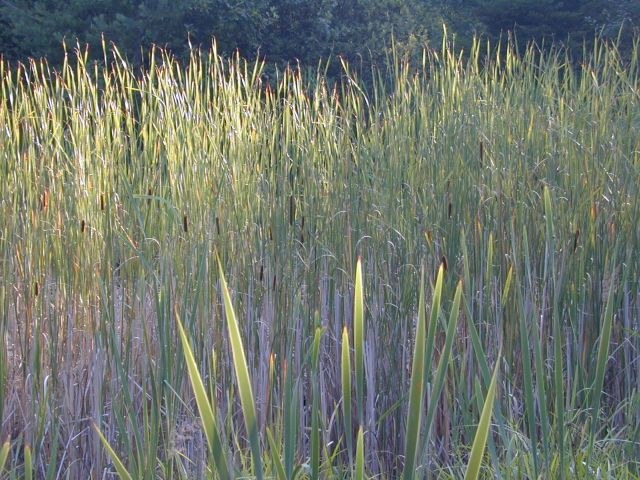 typha_latifolia1.jpg